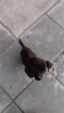 $200 : Chihuahua puppies image 4