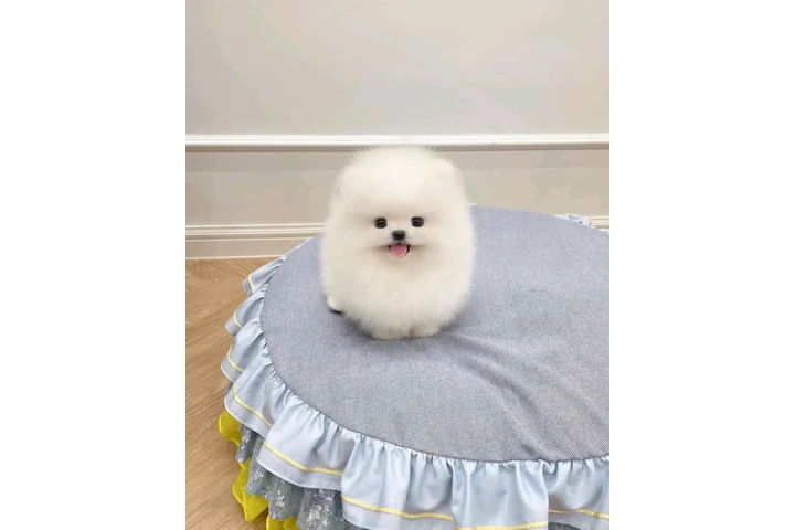 $300 : French bulldog and Pomeranian image 4