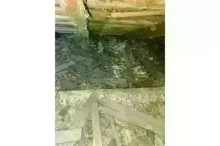 PEST CONTROL image 2