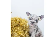 $1000 : French bulldog 4sale thumbnail