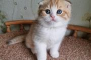 Scottish fold Kittens For Sale en Charlotte