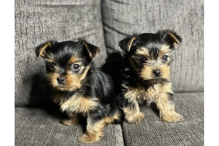 $220 : 2 Yorke babies for sale image 1