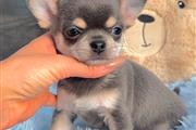 $250 : Cachorro Chihuahua thumbnail