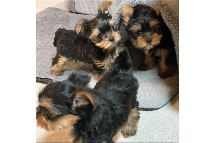 $350 : Cachorros yorkie taza de té image 2