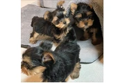 $350 : Cachorros yorkie taza de té thumbnail