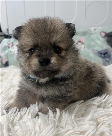 $1500 : Pomeranian image 2