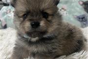 $1500 : Pomeranian thumbnail