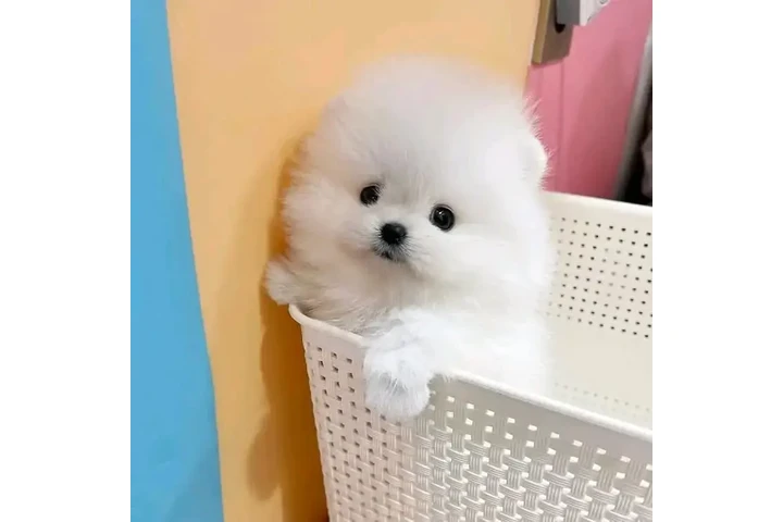 $32 : Pomeranian puppies image 1