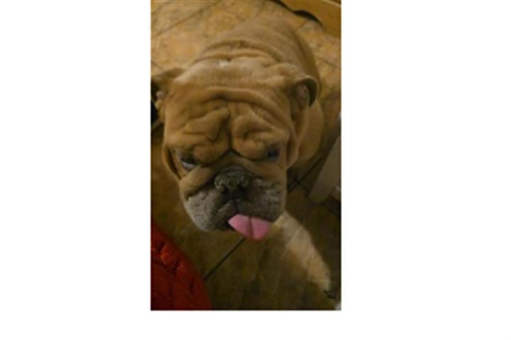 Perro bulldog ingles en adopci image 1