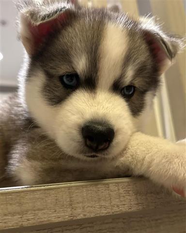 $350 : Husky siberiano a la venta image 7