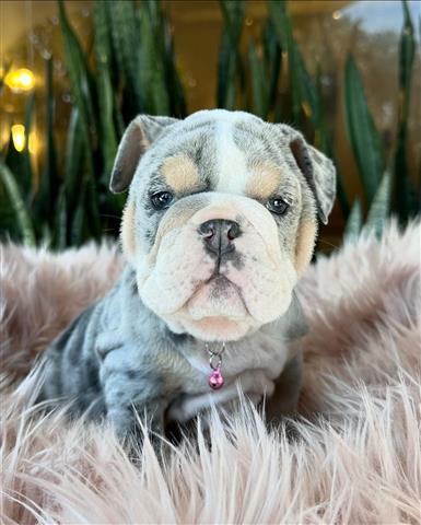 $350 : Cachorrita Bulldog Ingles Blue image 3