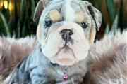 $350 : Cachorrita Bulldog Ingles Blue thumbnail