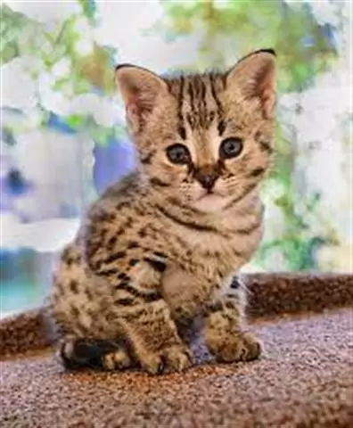 $100 : Great qualitypurebred Bengals❤ image 5