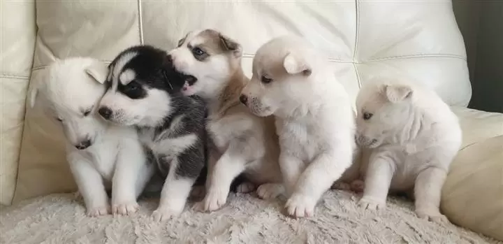 $400 : female Siberian Husky puppies image 1