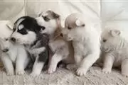 female Siberian Husky puppies en New Hampshire