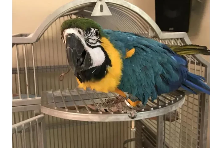 $800 : Blue and gold macaw birds image 1