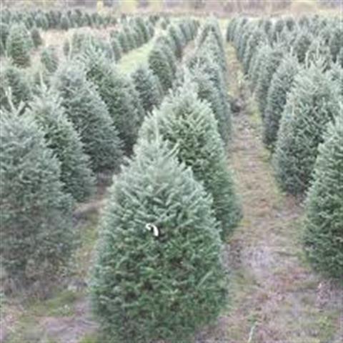 Pacificwest Christmas Tree Co image 3