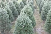 Pacificwest Christmas Tree Co thumbnail 3