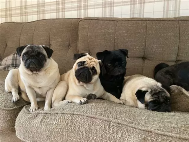 $650 : PUG PUPPIES FOR REHOMING image 2