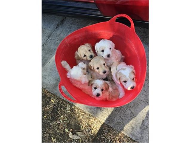 $350 : Cachorro Maltipoo en venta image 5