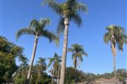 4D Tree Service en Los Angeles