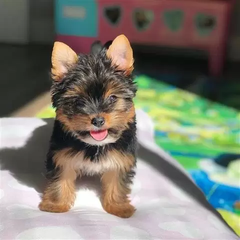 ***Cute❤Yorkie❤Puppies*** image 1