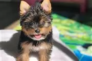 ***Cute❤Yorkie❤Puppies*** en Cincinnati
