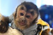 Cute Capuchin Monkeys en Louisville