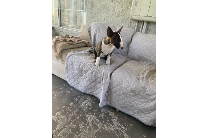 $1000 : Bull Terrier image 3