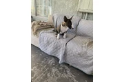 $1000 : Bull Terrier thumbnail