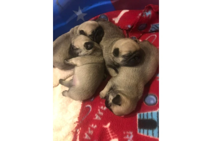 $350 : Cachorros de pug en venta image 2