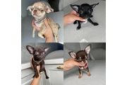 $300 : Chihuahua puppies for sale thumbnail