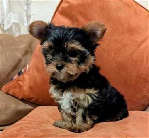 $100 : Cachorros yorkie en adopcion image 2