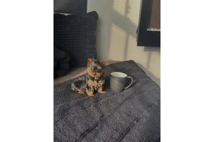 $400 : Rescue Yorkie for sale. image 1