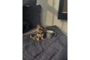 Rescue Yorkie for sale. en Portland ME