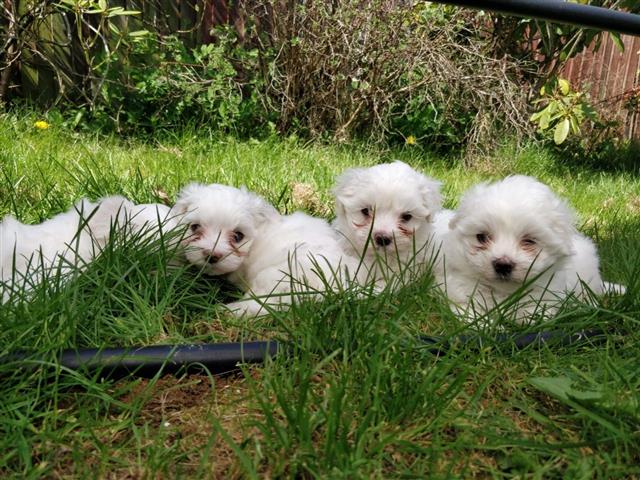 $500 : AKC Registered Maltese Puppies image 3