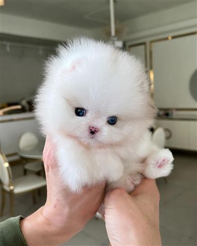 $250 : Pomeranian puppy image 3