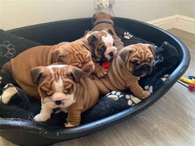 $500 : Cachorros de Bulldog Inglés image 2