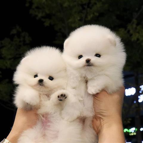 $550 : Preciosos cachorros pom image 7