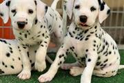 Dalmatian puppies for sale en Chicago