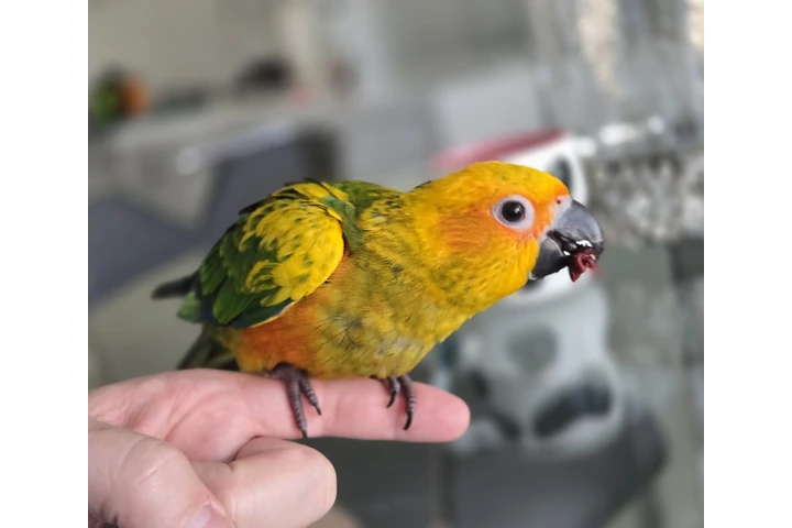 $600 : VENTA DE  SUN CONURE Y JAULA image 6