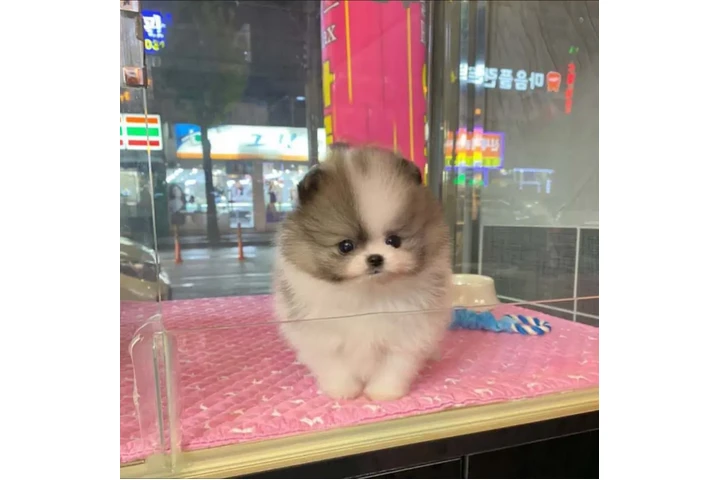 $350 : Pomerania en venta image 1