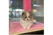 Pomerania en venta en Los Angeles