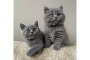 British shorthair Available en Avon Park