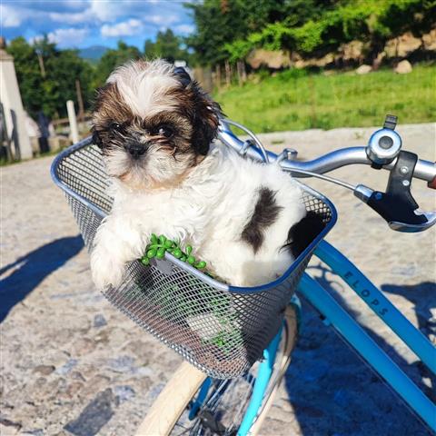 $300 : Shih tzu puppies image 1