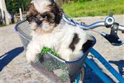 Shih tzu puppies en Los Angeles