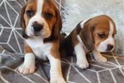Cachorros Beagle en Boise