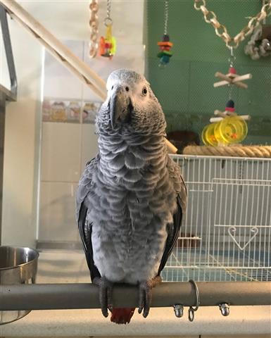 $410 : African Gray Parrots For Sale image 1