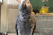 African Gray Parrots For Sale en Los Angeles