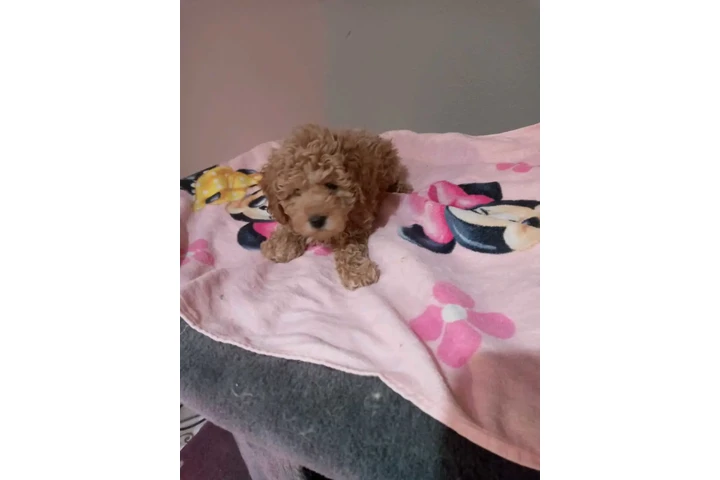 POMERANIANS Y SHIH-TZU 🐕 image 3